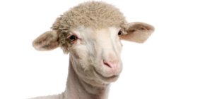Sheep Country - The Best Change Management Program I Ever Attended!