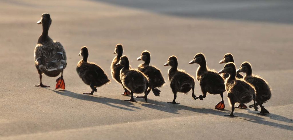 Why Good Leaders Start As Good Followers