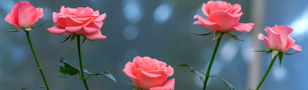 Smell the Roses Not the Fertiliser!