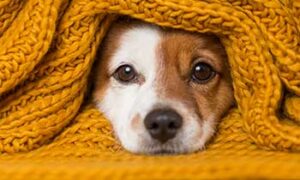 Cute dog under blanket