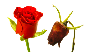 Flourishing or Languishing?